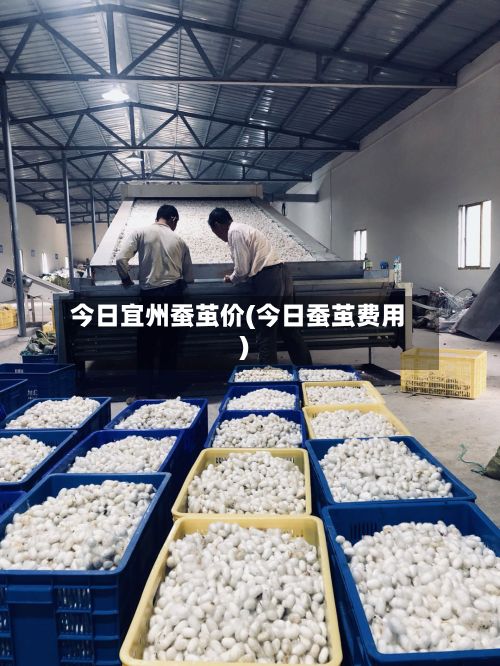 今日宜州蚕茧价(今日蚕茧费用)-第3张图片