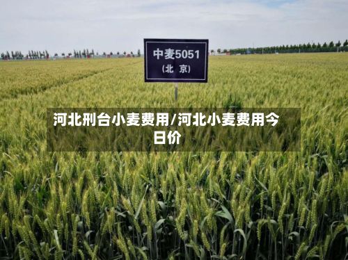 河北刑台小麦费用/河北小麦费用今日价-第2张图片