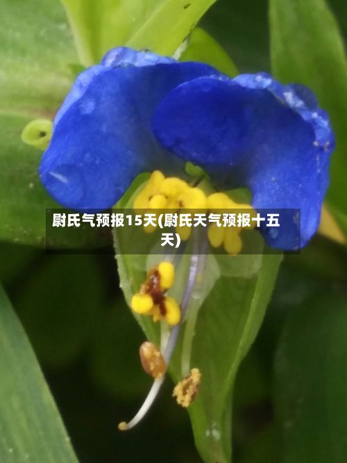 尉氏气预报15天(尉氏天气预报十五天)-第3张图片