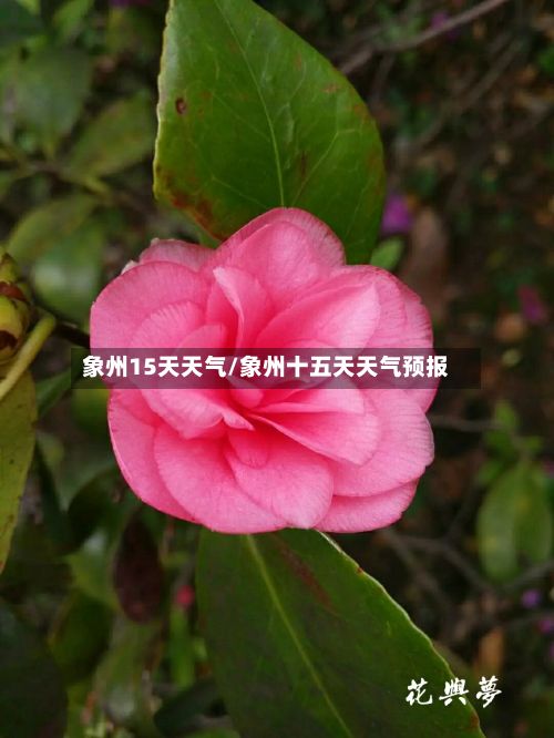 象州15天天气/象州十五天天气预报-第2张图片