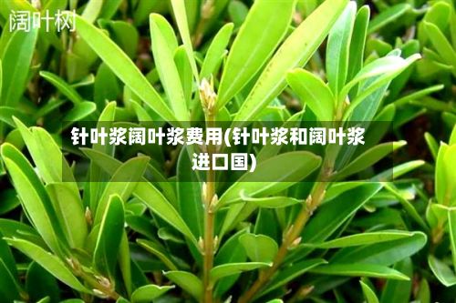 针叶浆阔叶浆费用(针叶浆和阔叶浆进口国)