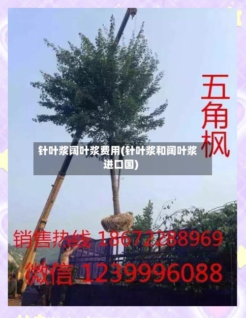 针叶浆阔叶浆费用(针叶浆和阔叶浆进口国)-第2张图片