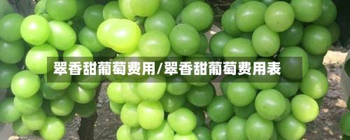 翠香甜葡萄费用/翠香甜葡萄费用表-第2张图片