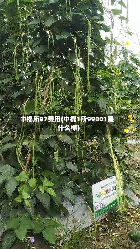 中棉所87费用(中棉1所99001是什么棉)-第3张图片