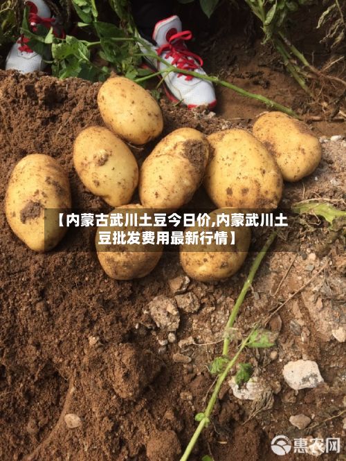 【内蒙古武川土豆今日价,内蒙武川土豆批发费用最新行情】-第2张图片