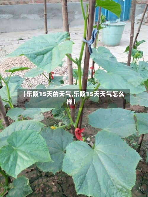 【乐陵15天的天气,乐陵15天天气怎么样】-第2张图片