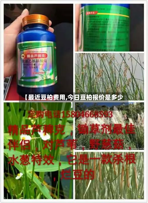 【最近豆柏费用,今日豆柏报价是多少】-第2张图片