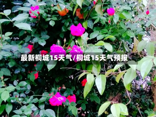 最新桐城15天气/桐城15天气预报