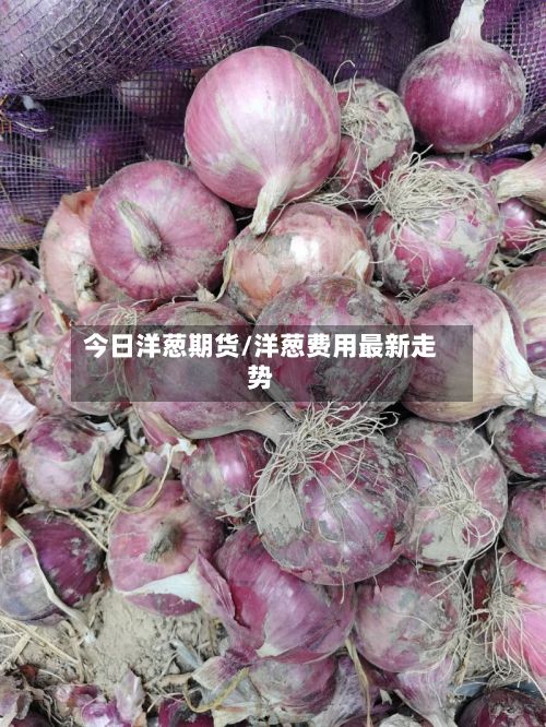 今日洋葱期货/洋葱费用最新走势