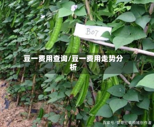 豆一费用查询/豆一费用走势分析