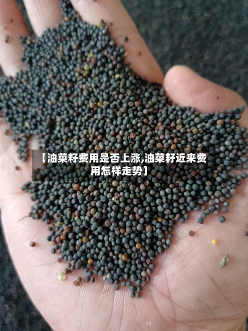 【油菜籽费用是否上涨,油菜籽近来费用怎样走势】-第1张图片