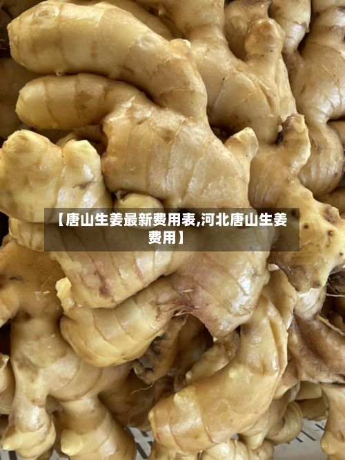 【唐山生姜最新费用表,河北唐山生姜费用】-第2张图片