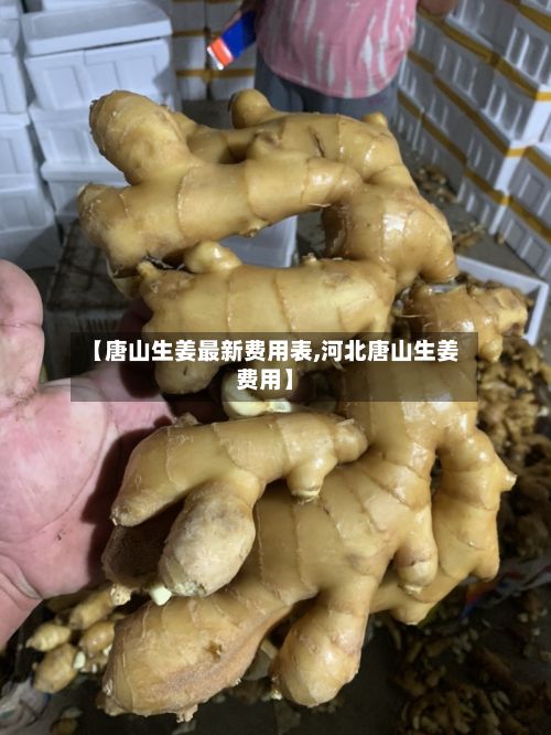 【唐山生姜最新费用表,河北唐山生姜费用】-第3张图片