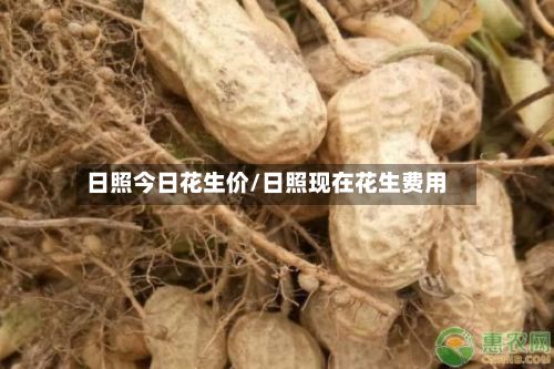 日照今日花生价/日照现在花生费用-第2张图片