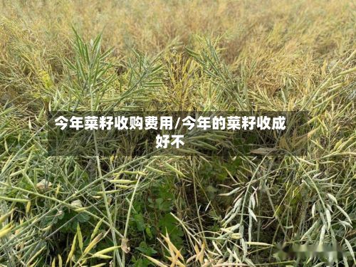 今年菜籽收购费用/今年的菜籽收成好不