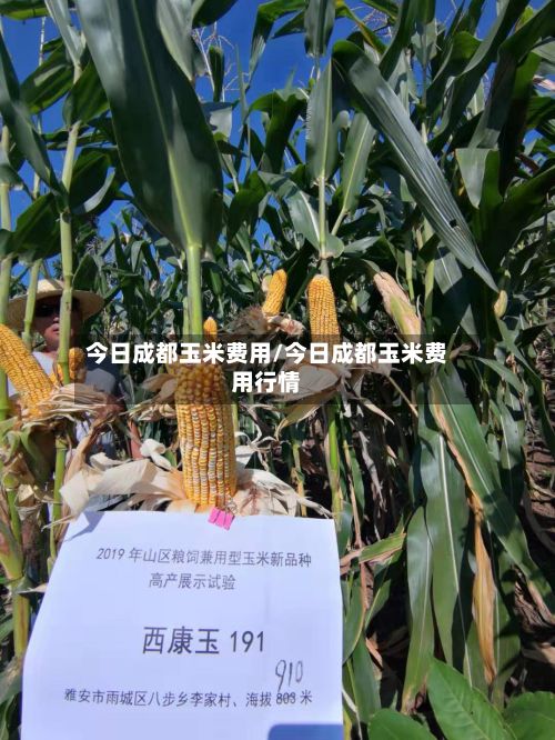 今日成都玉米费用/今日成都玉米费用行情