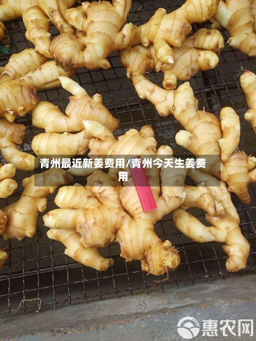 青州最近新姜费用/青州今天生姜费用-第2张图片