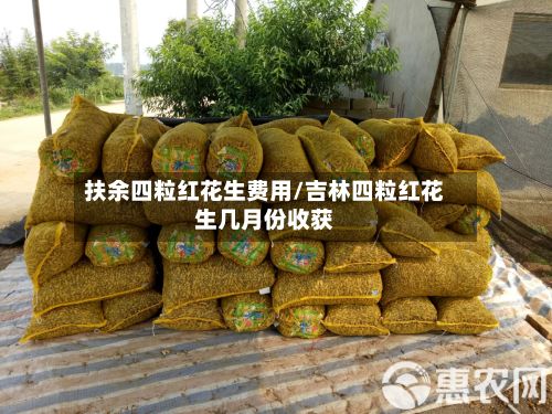 扶余四粒红花生费用/吉林四粒红花生几月份收获-第3张图片
