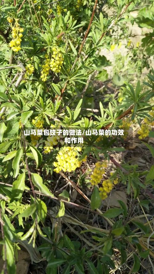 山马菜包饺子的做法/山马菜的功效和作用