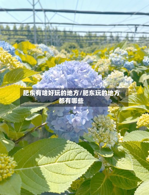 肥东有啥好玩的地方/肥东玩的地方都有哪些