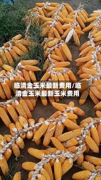临清金玉米最新费用/临清金玉米最新玉米费用