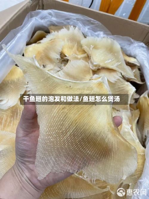 干鱼翅的泡发和做法/鱼翅怎么煲汤