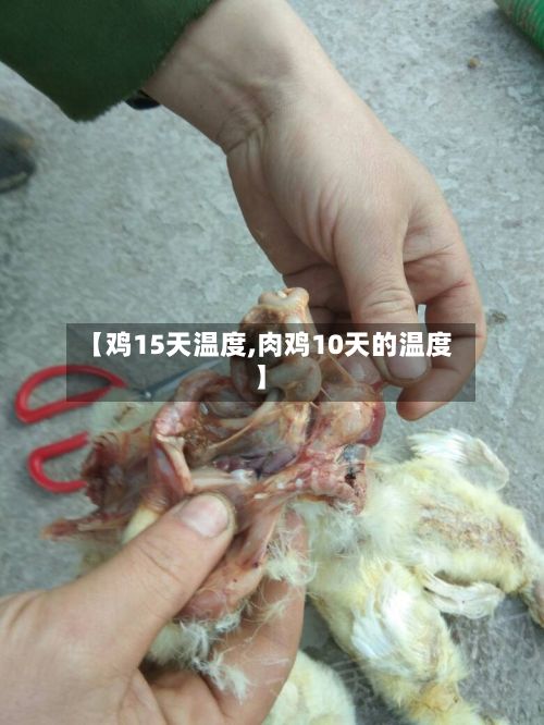 【鸡15天温度,肉鸡10天的温度】