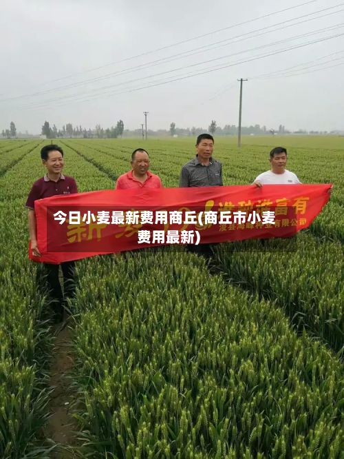 今日小麦最新费用商丘(商丘市小麦费用最新)-第2张图片