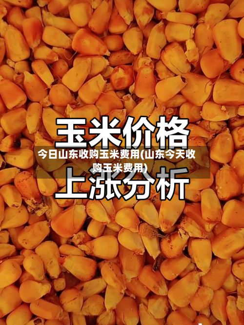 今日山东收购玉米费用(山东今天收购玉米费用)