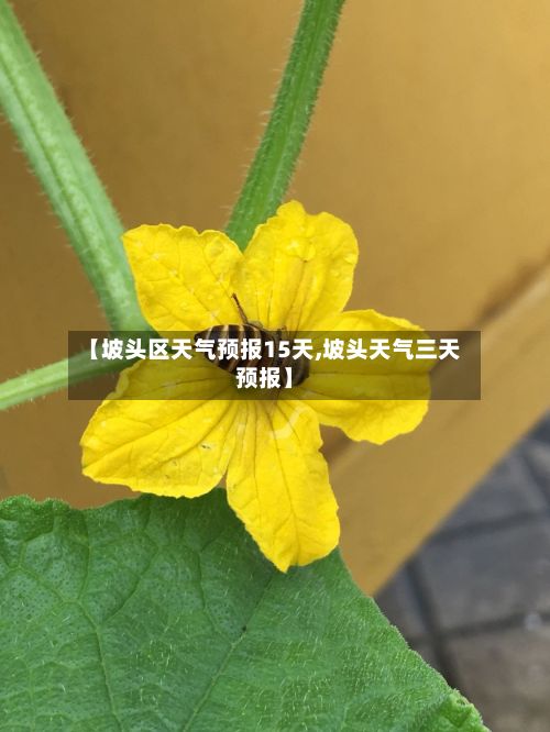 【坡头区天气预报15天,坡头天气三天预报】