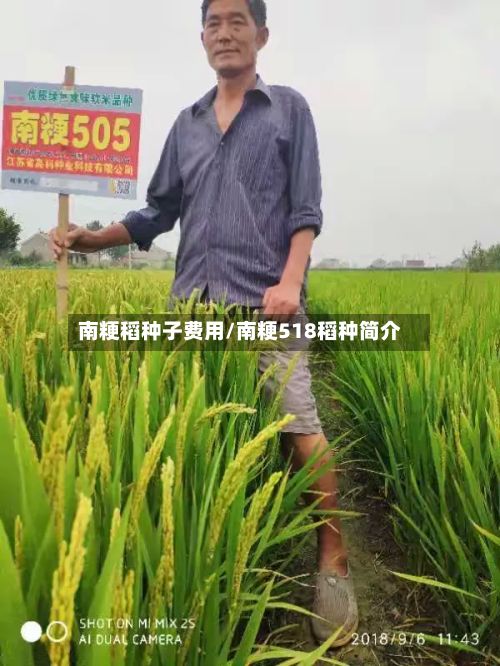 南粳稻种子费用/南粳518稻种简介