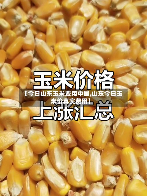 【今日山东玉米费用中国,山东今日玉米价真实费用】-第2张图片
