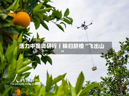 活力中国调研行丨秭归脐橙“飞出山”