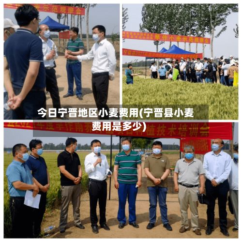 今日宁晋地区小麦费用(宁晋县小麦费用是多少)-第2张图片