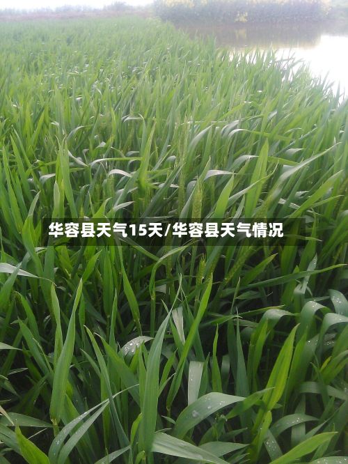 华容县天气15天/华容县天气情况