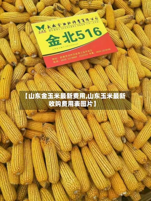 【山东金玉米最新费用,山东玉米最新收购费用表图片】