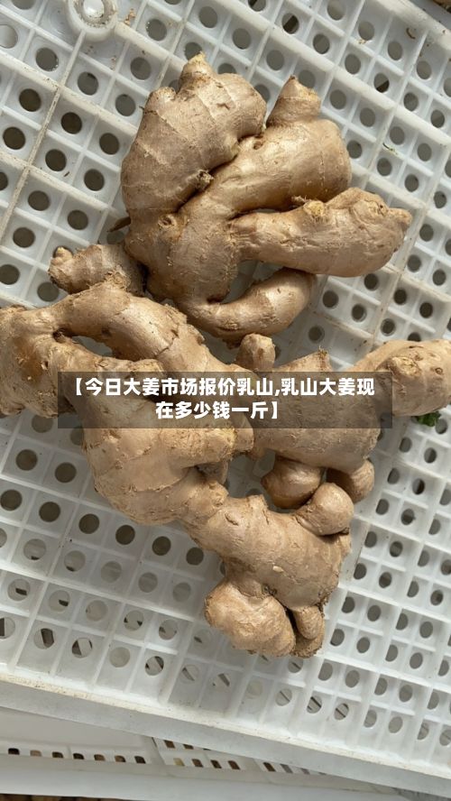 【今日大姜市场报价乳山,乳山大姜现在多少钱一斤】-第3张图片