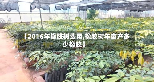 【2016年橡胶树费用,橡胶树年亩产多少橡胶】-第3张图片