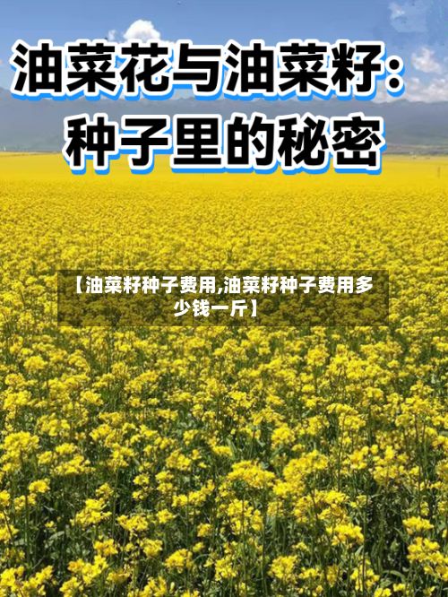 【油菜籽种子费用,油菜籽种子费用多少钱一斤】-第2张图片