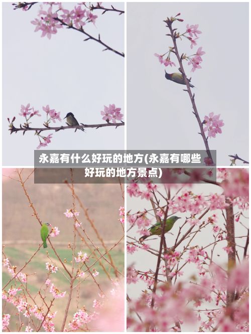 永嘉有什么好玩的地方(永嘉有哪些好玩的地方景点)