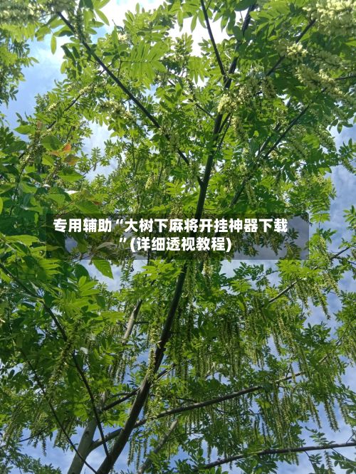 专用辅助“大树下麻将开挂神器下载	”(详细透视教程)-第2张图片