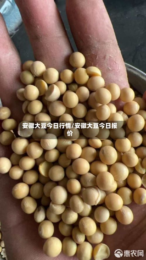 安徽大豆今日行情/安徽大豆今日报价