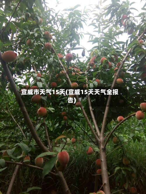 宣威市天气15天(宣威15天天气全报告)-第3张图片