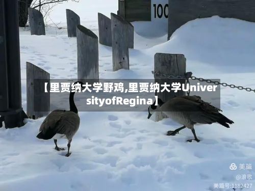 【里贾纳大学野鸡,里贾纳大学UniversityofRegina】-第3张图片