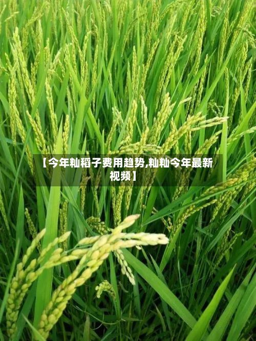【今年籼稻子费用趋势,籼籼今年最新视频】