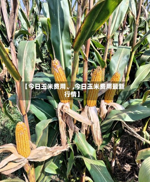 【今日玉米费用、,今日玉米费用最新行情】-第2张图片