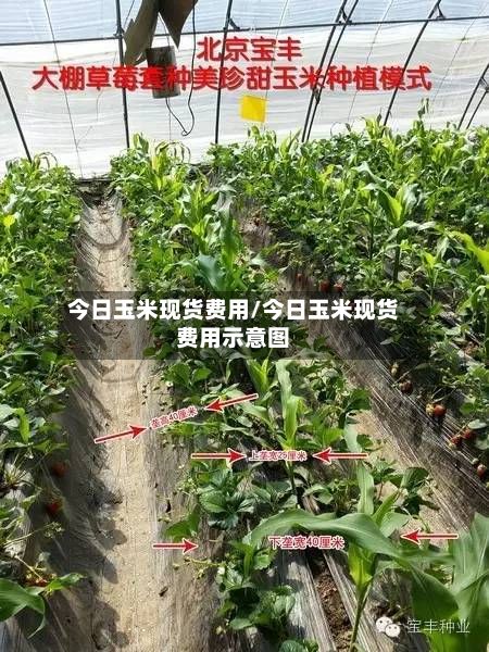 今日玉米现货费用/今日玉米现货费用示意图