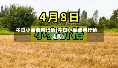 今日小麦费用行情(今日小麦费用行情走势)