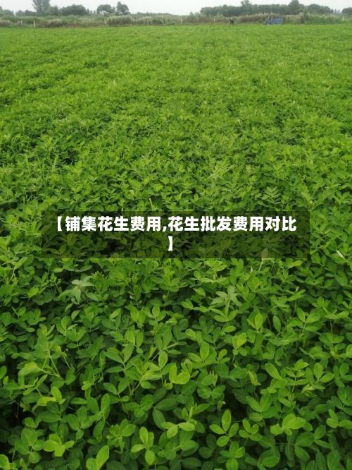 【铺集花生费用,花生批发费用对比】