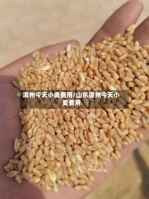 滨州今天小麦费用/山东德州今天小麦费用